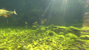 水下的鱼在缓慢游动16秒视频