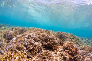 海底缤纷峭壁珊瑚礁30秒视频