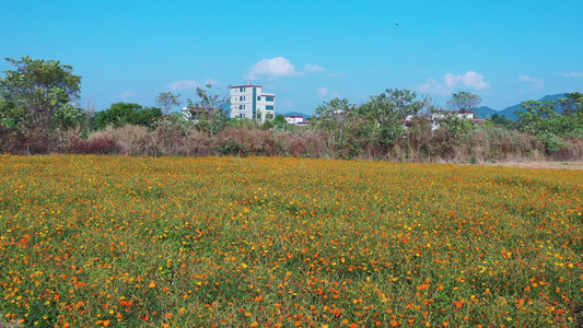 花海视频