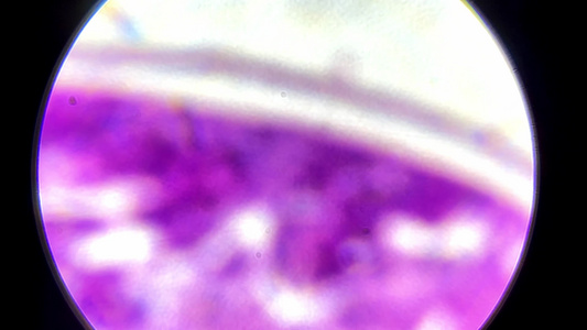 涡虫切片显微镜观察视频