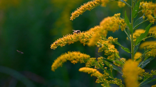4k蜜蜂采蜜两个镜头视频