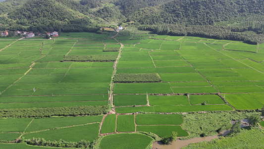 航拍水稻种植农田视频