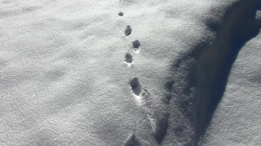 雪中动物足足迹视频