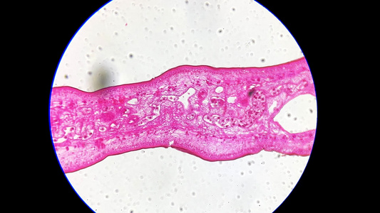 显微镜观察肝吸虫视频