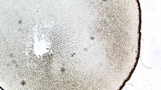 显微镜观察蛙卵单细胞视频