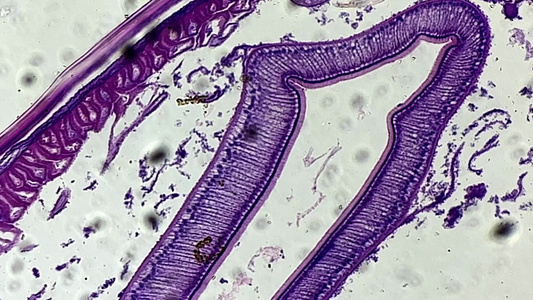 显微镜下的蛔虫切片视频
