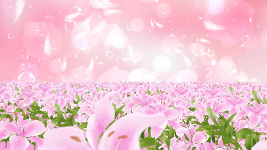 唯美温馨粉色花海背景动态粒子光晕羽毛上升视频视频