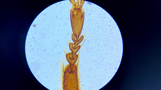 显微镜下的蜜蜂腿视频