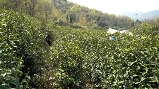 茶园采茶[茶工]视频