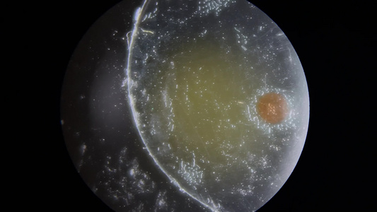 显微镜下的蟹粉蛋白视频