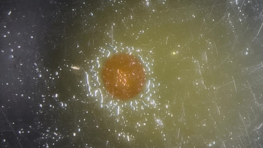 显微镜下的蟹粉蛋白视频