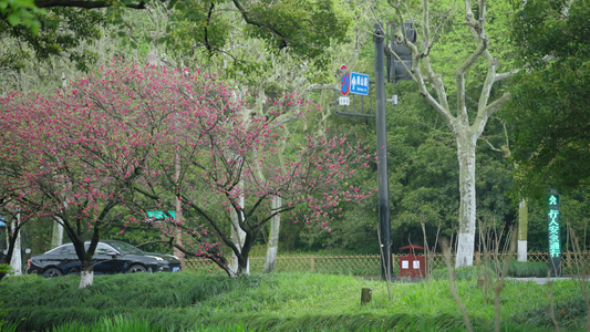 春天杭州道路交通车辆行人游客自然视频