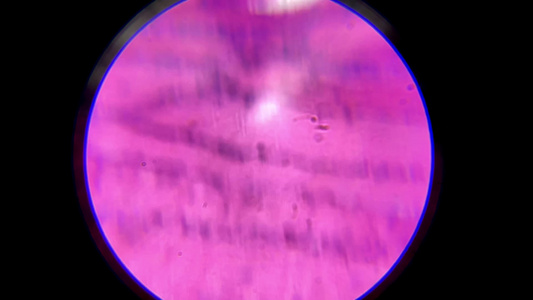 显微镜下的鱼表皮细胞视频