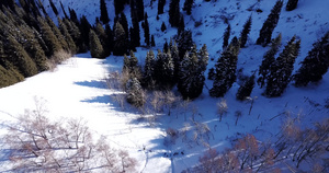 山区居民冬季森林滑雪44秒视频