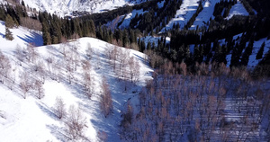 山区居民冬季森林滑雪26秒视频