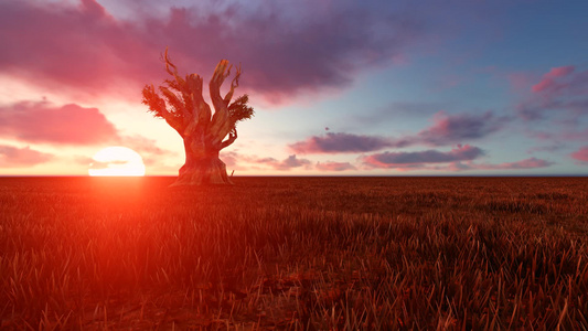 非洲风景中的Bahobab树日落美丽视频