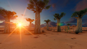 日落时非洲风景中的baboba树24秒视频