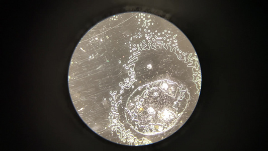 显微镜下观察荞麦细胞视频