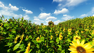 阳光明媚的日葵花朵与阴云的天空21秒视频