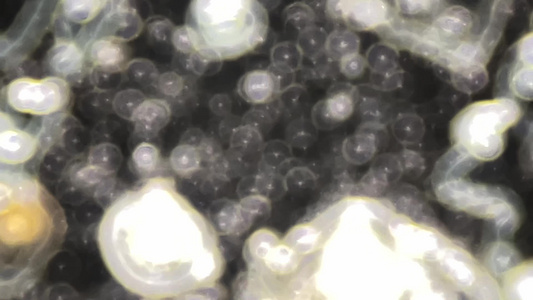 显微镜下观察荞麦细胞视频