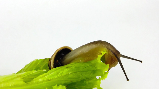 05年生菜叶上的巧克力带蜗牛慢动视频