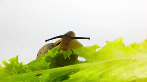 生菜叶上的巧克力带蜗牛61秒视频