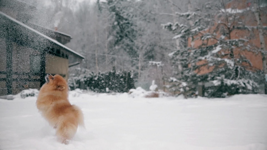 美丽的年轻小狗小狗吐口水跳跃和上雪视频