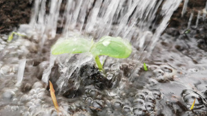 水下的黄瓜幼苗10秒视频