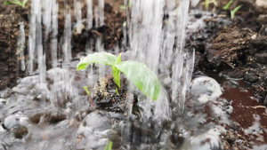 水下的黄瓜幼苗8秒视频