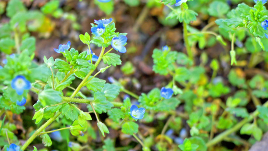 4k鲜花草视频