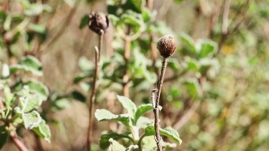 干干野花细节视频