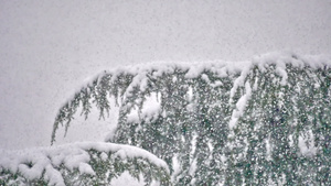 雪落在树上29秒视频