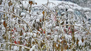 雪落在树上22秒视频