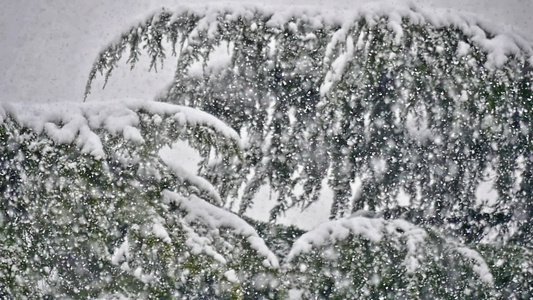 雪落在树上视频