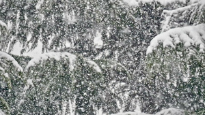 雪落在树上26秒视频