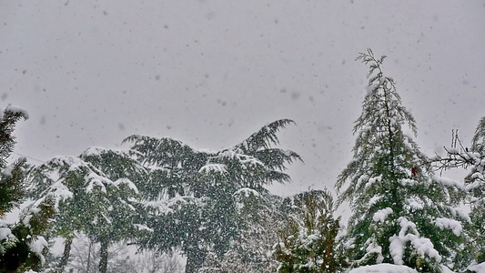 雪落在树上视频