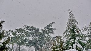 雪落在树上18秒视频