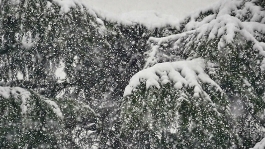 雪落在树上视频