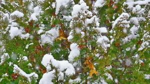 雪落在树上25秒视频