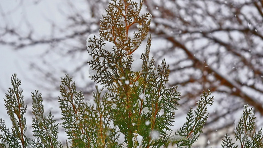 雪落在树上视频