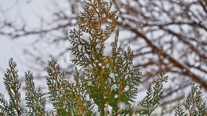 雪落在树上23秒视频