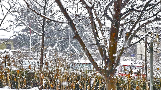 雪落在树上视频