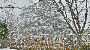 雪落在树上16秒视频