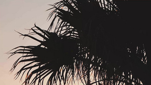 日落时棕榈树19秒视频
