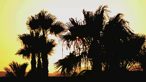 日落时的棕榈树24秒视频