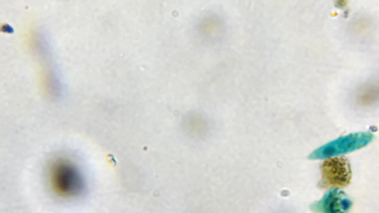 眼虫装片微生物切片视频