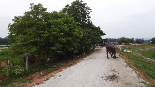 马莱Kampung的水牛和牛视频