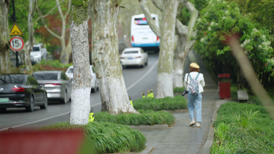 春天杭州道路交通车辆行人游客自然视频