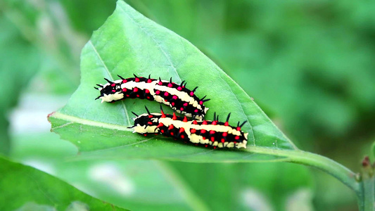 两只蠕虫正在吃叶子在蝴蝶体内积累能量以累积能量视频