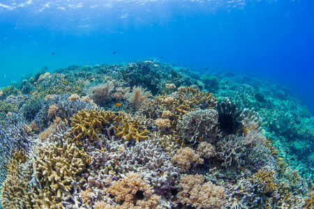 海底缤纷珊瑚礁视频